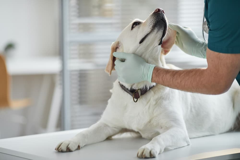 Profesionalidad y dedicación en cuidado de mascotas