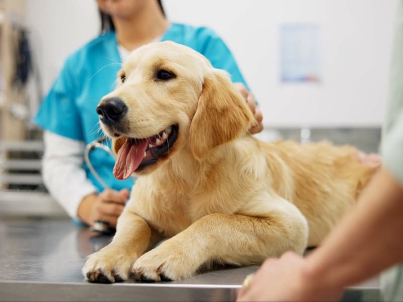 Sus veterinarios de confianza en Cee