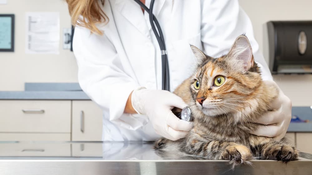 Su clínica veterinaria en Cee de referencia