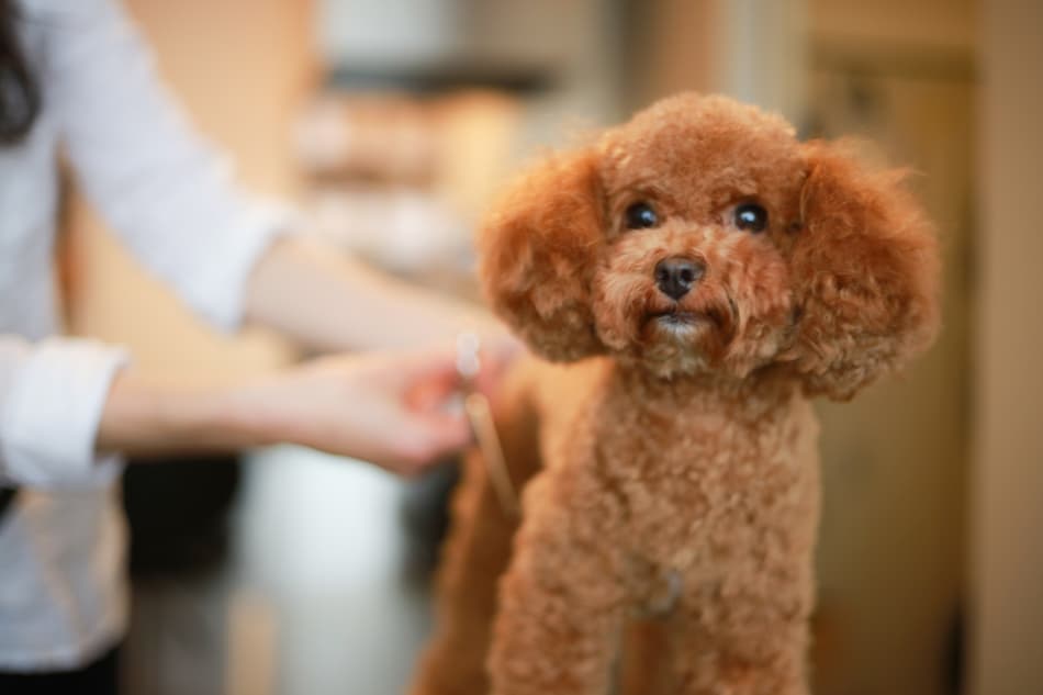 ¿Quiere mimar a su mascota? Tráigalo a nuestro salón de peluquería