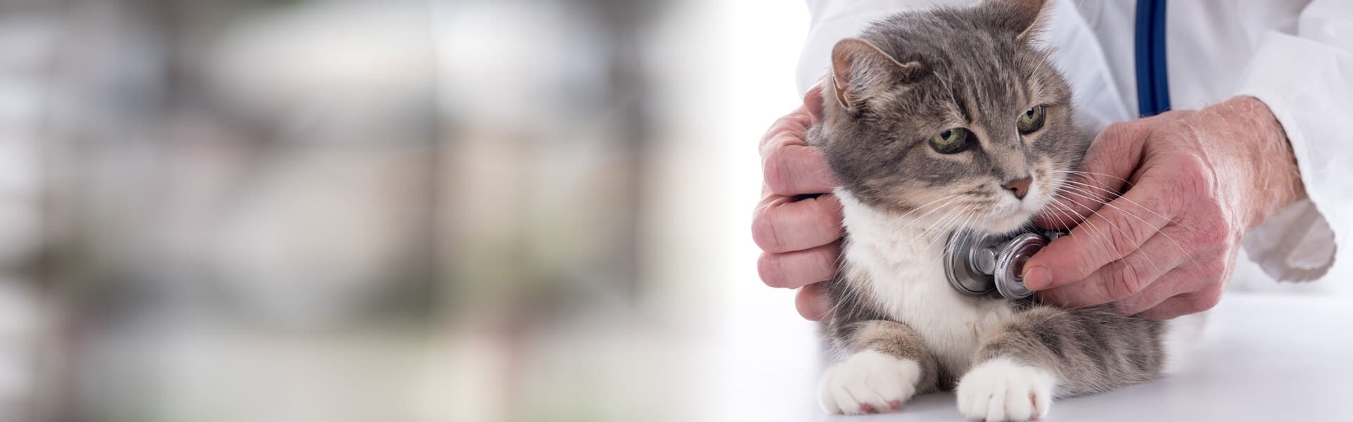 Garantizamos la salud de su mascota