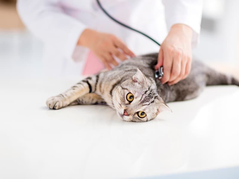 Todos los servicios veterinarios en Cee que su mascota necesita