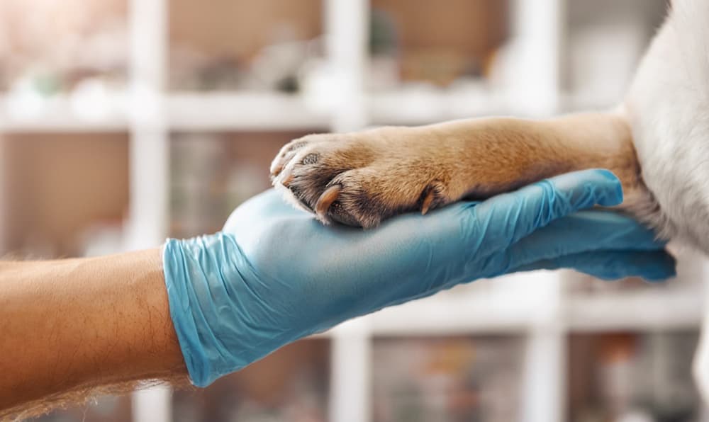 Todo tipo de servicios veterinarios a su disposición